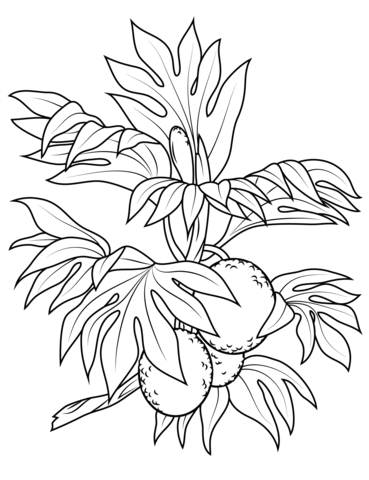 Breadfruit Branch Coloring Page